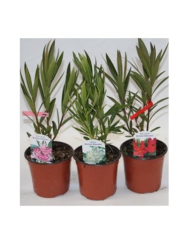 Baladre (nerium oleander) (adelfa)