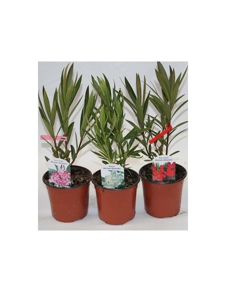 Baladre (nerium oleander) (adelfa)