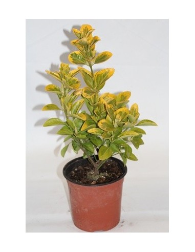 Compre Euonymus de folha amarela com verde dentro em Germigarden