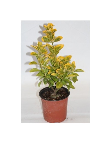 Compre Euonymus de folha amarela com verde dentro em Germigarden