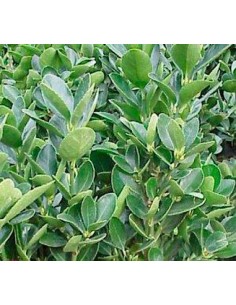 Euonimus hoja verde 2