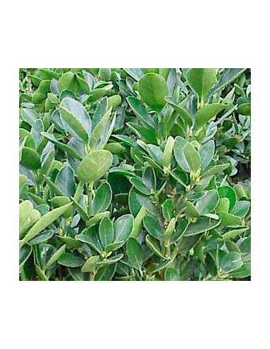 Compre Euonimus folha verde em Germigarden