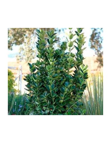 Compre Euonimus folha verde em Germigarden