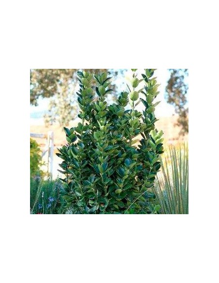 Euonimus Feuille Verte.