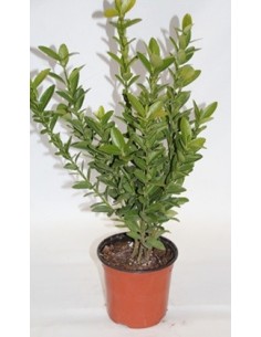 Compre Euonimus folha verde em Germigarden