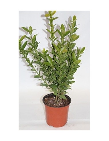 Euonimus fulla verda