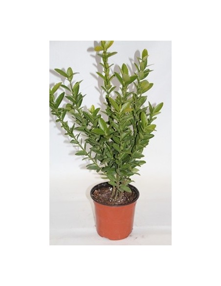 Euonimus hoja verde