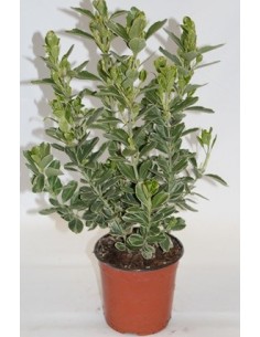 Compre Euonimus matizado verde branco em Germigarden