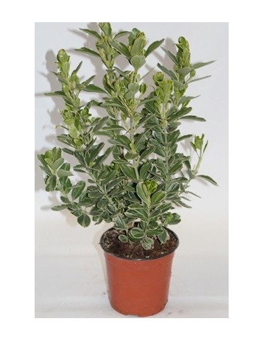 Compre Euonimus matizado verde branco em Germigarden