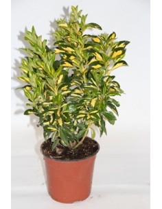 Compre Euonimus folha verde com amarelo dentro em Germigarden