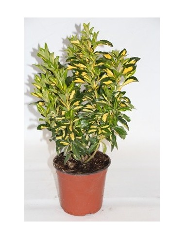 Euonimus hoja verde con amarillo por dentro