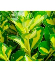 Euonimus Feuille Verte avec Intérieur Jaune. 2