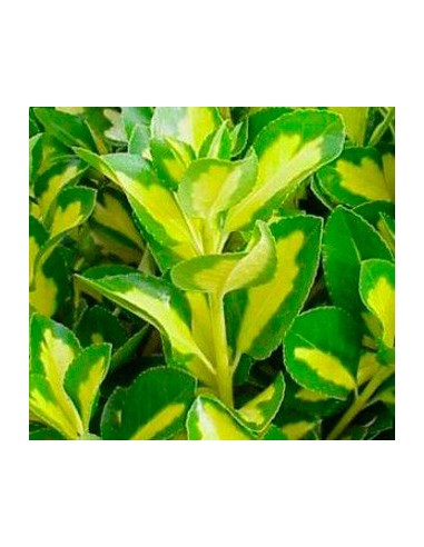 Compre Euonimus folha verde com amarelo dentro em Germigarden