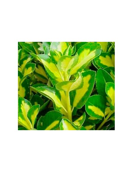 Compre Euonimus folha verde com amarelo dentro em Germigarden