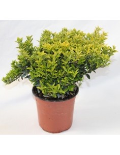 Compre Euonymus Pulchellus folha amarela com verde no interior em Germigarden