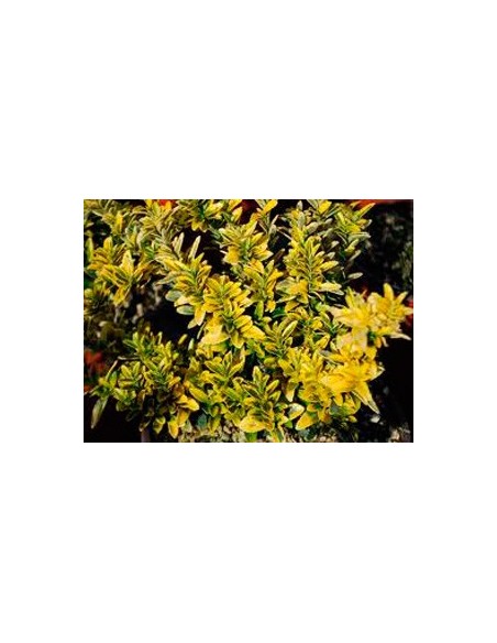 Compre Euonymus Pulchellus folha amarela com verde no interior em Germigarden