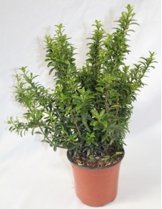 Euonimus Punchellus fulla verda (test 15 cm ø)