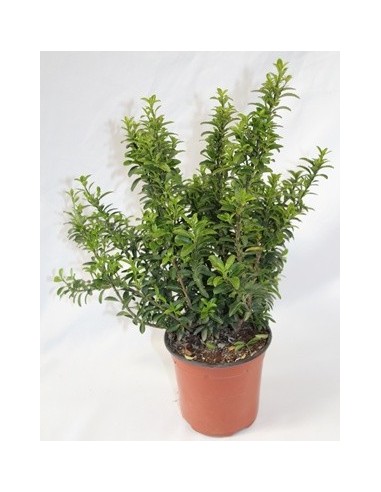 Compre Euonimus Punchellus folha verde em Germigarden