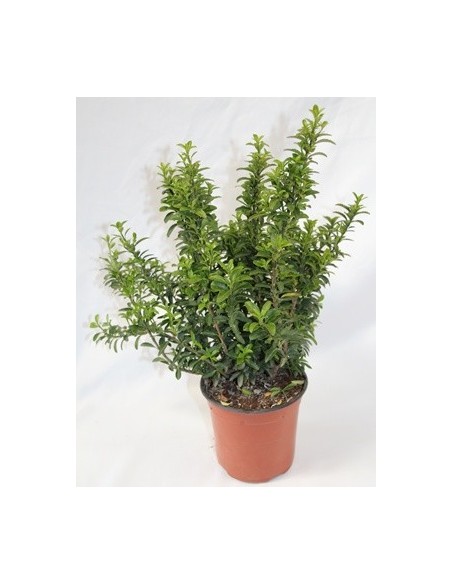 Euonimus Punchellus Feuille Verte (pot 15 cm ø).
