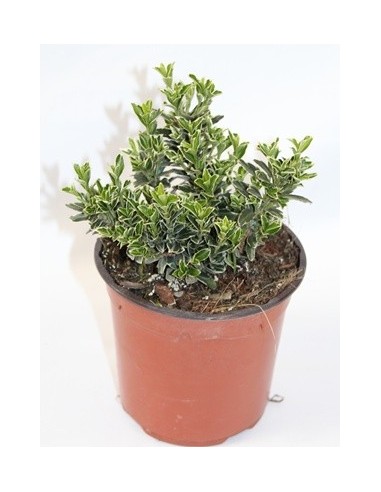 Euonimus Punchellus Nuancé Vert Blanc (pot 15 cm ø).