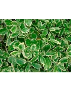 Euonimus Punchellus Nuancé Vert Blanc (pot 15 cm ø). 2