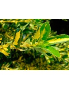 Euonimus Punchellus fulla verda amb groc per dins (test 15 cm ø) 2