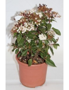 Compra durillo en Germigarden por 9,25€ 2