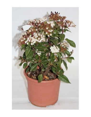 Achetez du durillo chez Germigarden pour 9,25 €