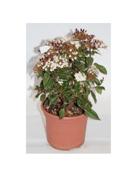Achetez du durillo chez Germigarden pour 9,25 €