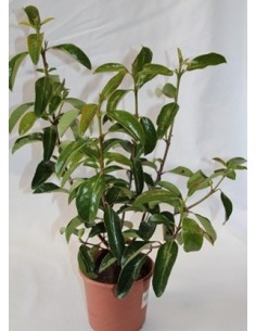Comprar viburnum lucidum en Germigarden