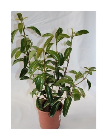 Viburnum Lucidum (test 19 cm ø)