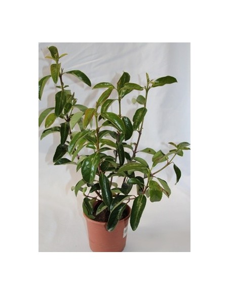 Acheter viburnum lucidum à Germigarden