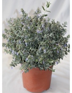 Teucrium fruticans (maceta 19 cm ø)