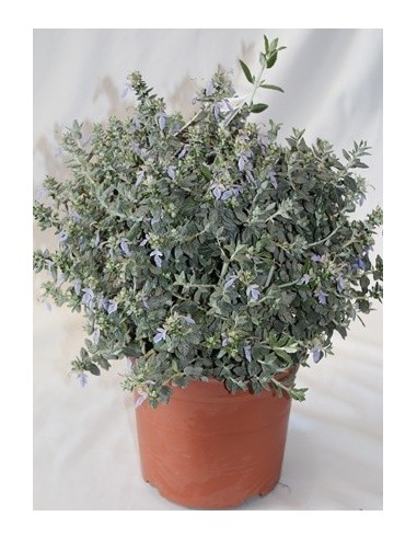 Teucrium fruticans (test 19 cm ø)