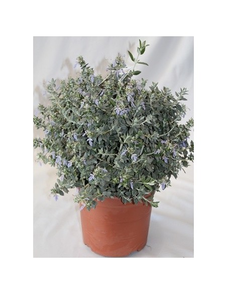 Compre Teucrium fruticans ou mato-branco em Germigarden