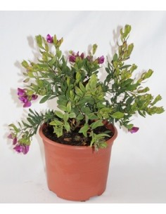Achetez du polygala pour 12,95 € sur Germigarden.com