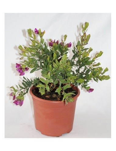 Compre polygala por € 12,95 em Germigarden.com