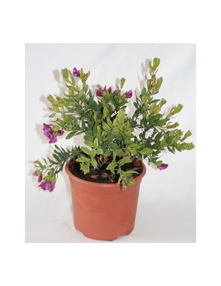 Achetez du polygala pour 12,95 € sur Germigarden.com