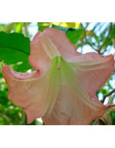 Datura (test 19 cm ø) 2