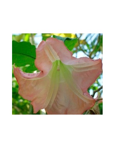 Comprar datura metel
