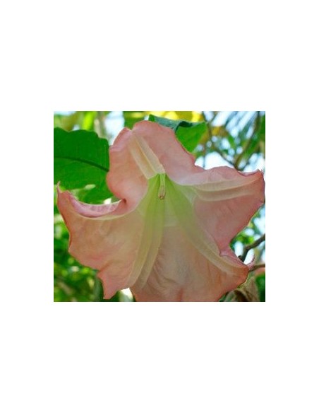 Comprar datura metel