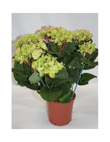 Comprar hortensia