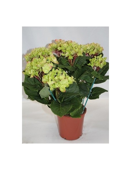 Compre hortênsia por € 19,95 em Germigarden