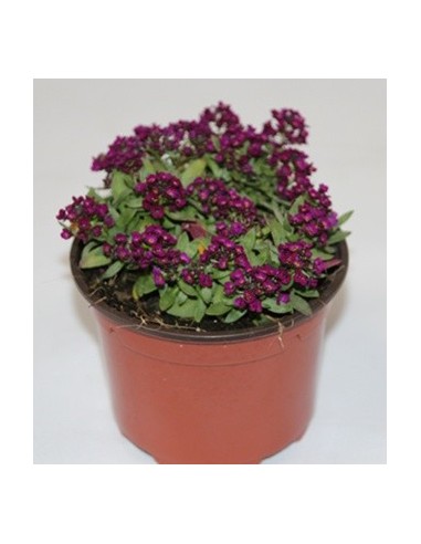 Alysum a partir de € 1,75 em Germigarden