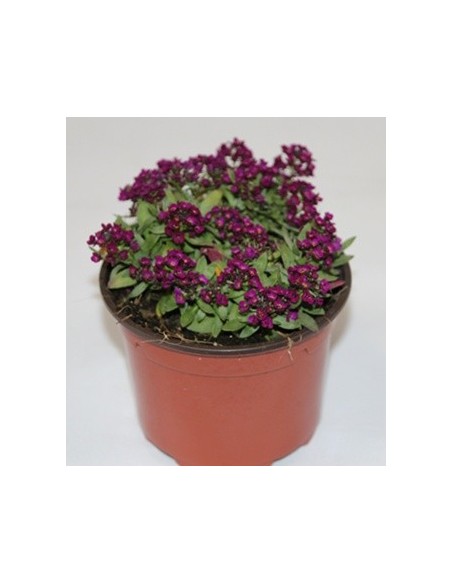 Alysum a partir de € 1,75 em Germigarden