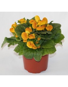 Calceolarias à 4,95€ chez Germigarden