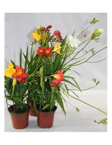 Comprar fresia por 4,25€ en Germigarden