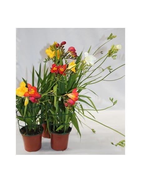 Comprar fresia por 4,25€ en Germigarden