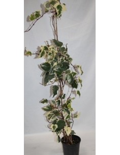 Heura matisada exterior (test 15 cm ø)