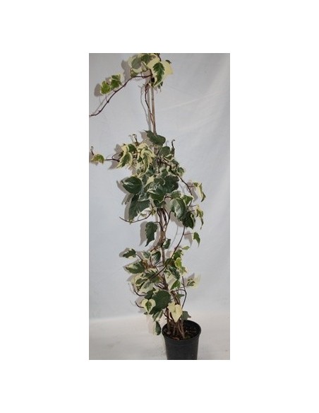 Lierre Nuancé Extérieur (pot ø 15 cm)